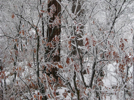 ©Scrub Oak and Pine S.L.Reay ice-covered scrub oak branches and dead leaves black tree trunks snow on ground